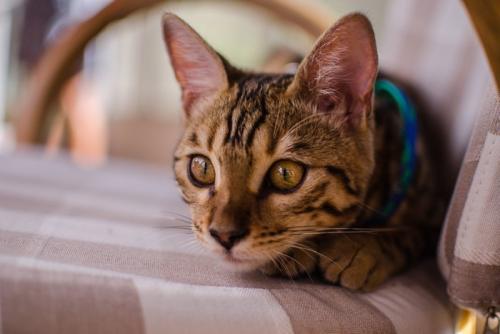 警戒する猫
