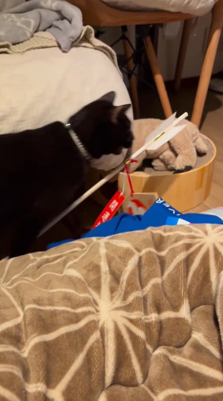 飼い主のそばを通り過ぎる破魔矢を咥えた猫