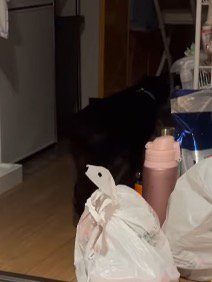 破魔矢を引きずりながら部屋を出て行く猫の後ろ姿