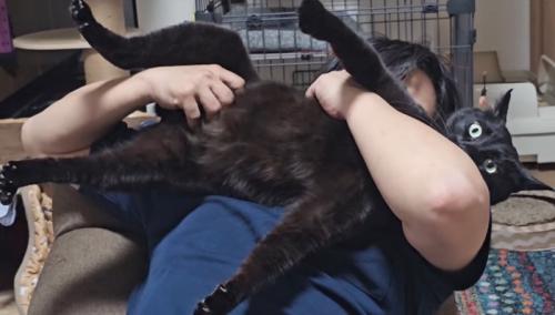猫吸いされる猫