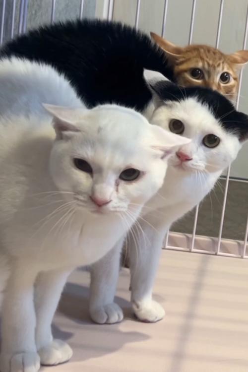 イカ耳で不安そうな顔の猫たち