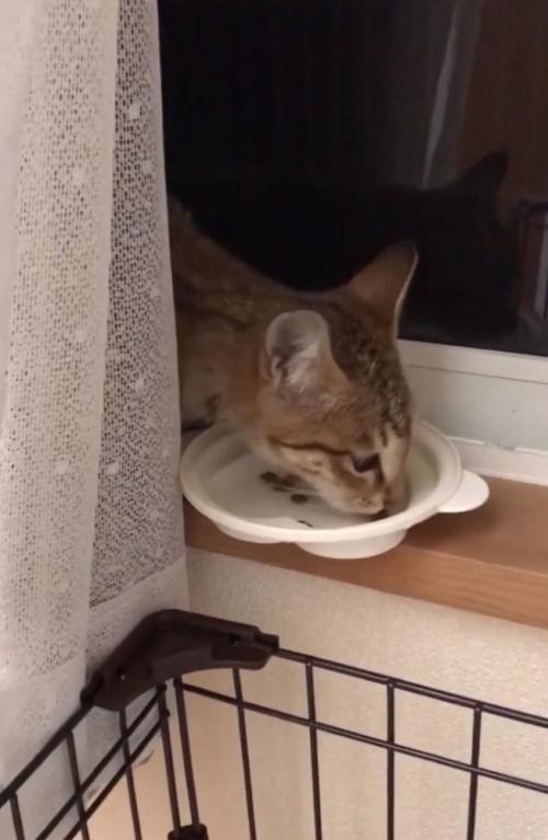 カーテン裏でご飯を食べる子猫