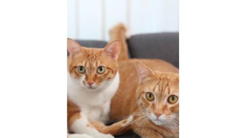 室内にいる猫たち