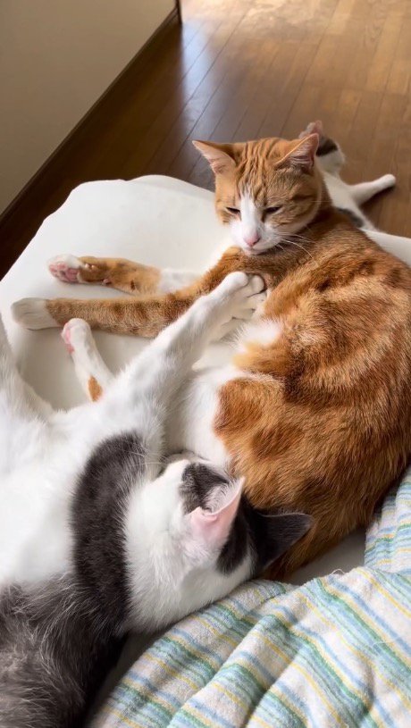 サバ白猫の前足が体に当たって目を覚ました茶白猫