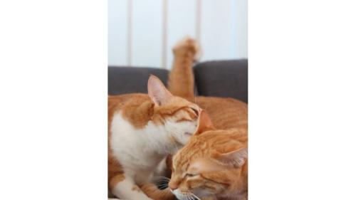 室内にいる猫たち