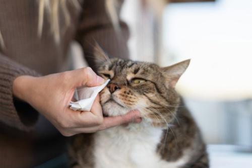 目ヤニを取る猫