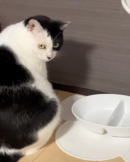 振り向く猫