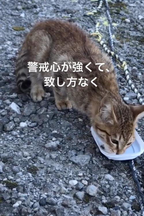 ご飯を食べる子猫
