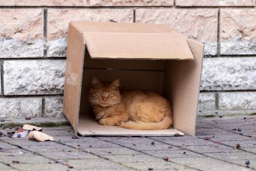 段ボールの中の猫