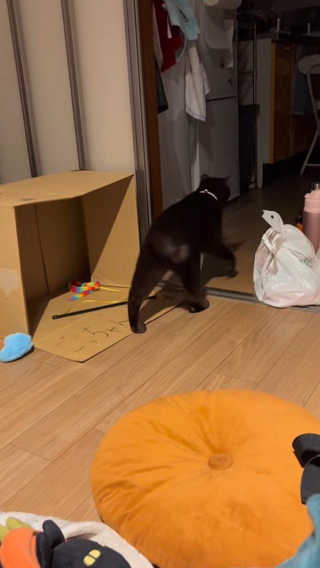 がに股になりながら破魔矢を引きずる猫