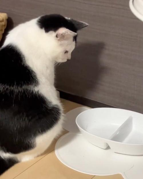 考える猫