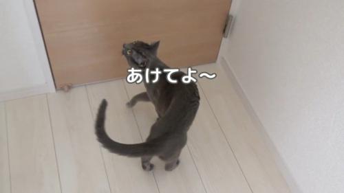 あけてよ〜