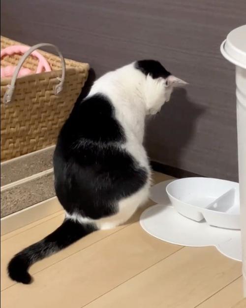 落ち込む猫