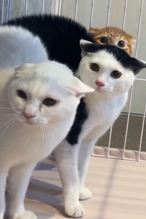 並んだ猫たち
