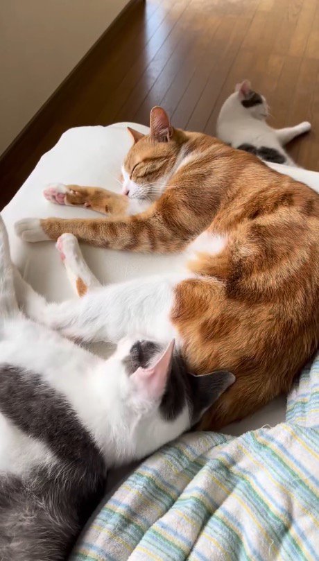 ベッドの上で眠る2匹の猫