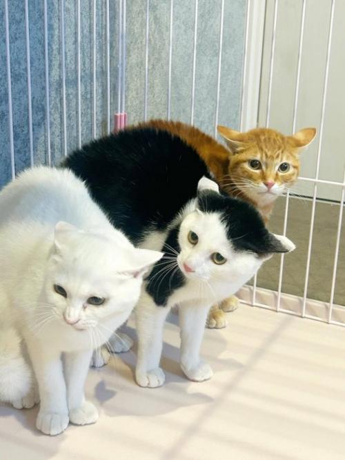 にらむ3匹の猫