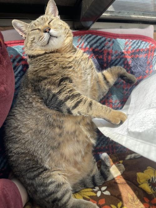 気持ちよさそうな猫