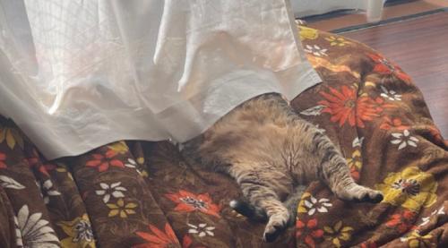 日向ぼっこする猫