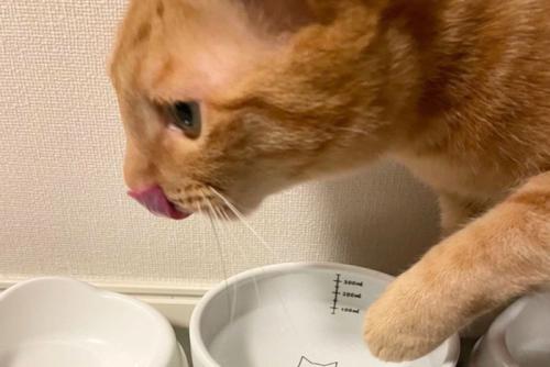 水に手を入れる猫