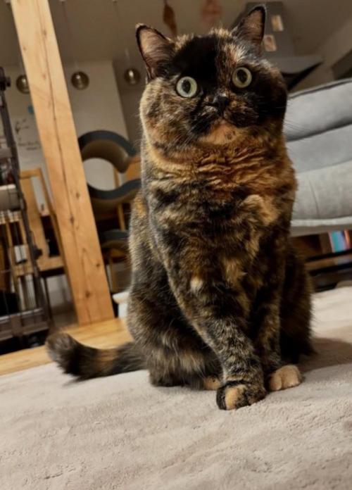 座って目を見開く猫