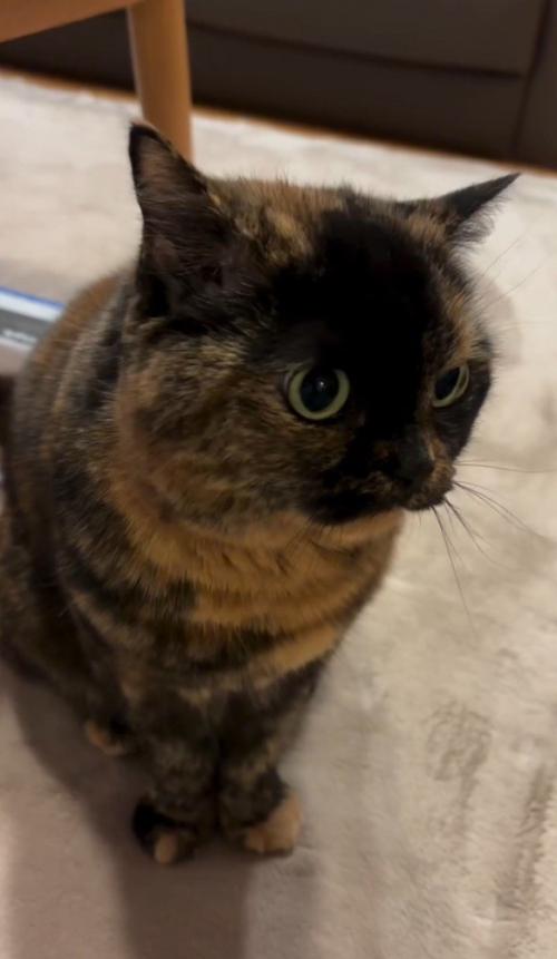 向かって右を向いて鳴いている猫