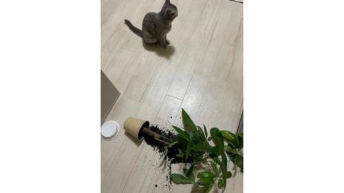 観葉植物と猫