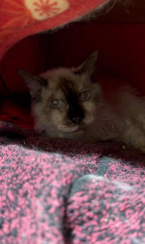 こたつに入っている猫