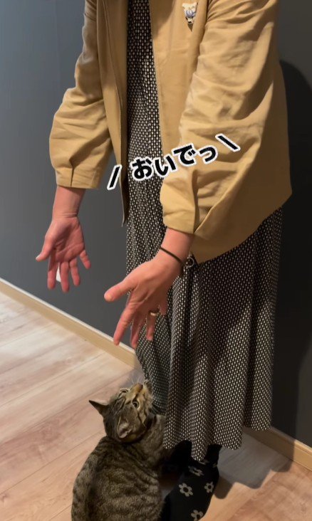 女性に甘える猫