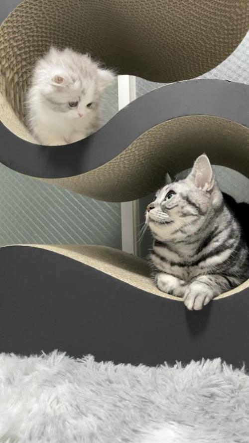 見つめ合う2匹の猫