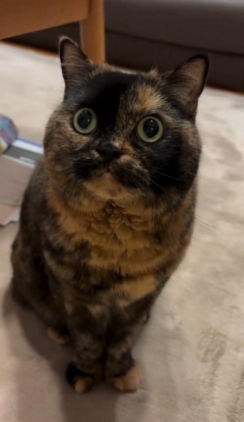 飼い主を見上げて座る猫