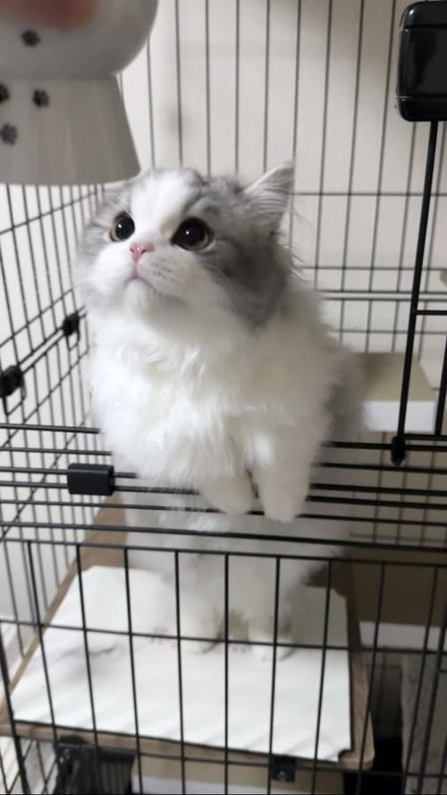 上を見上げる猫