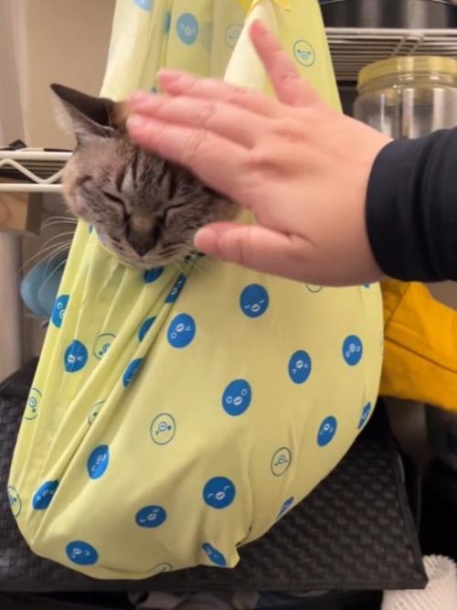 飼い主になでられて目を細める猫