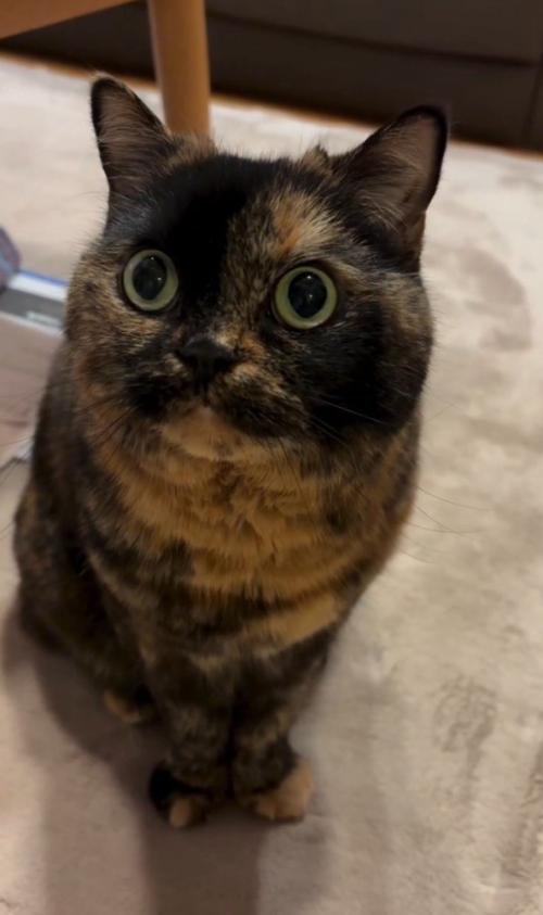 飼い主を見上げて座っている猫