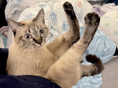 飼い主さんに抱えられている猫