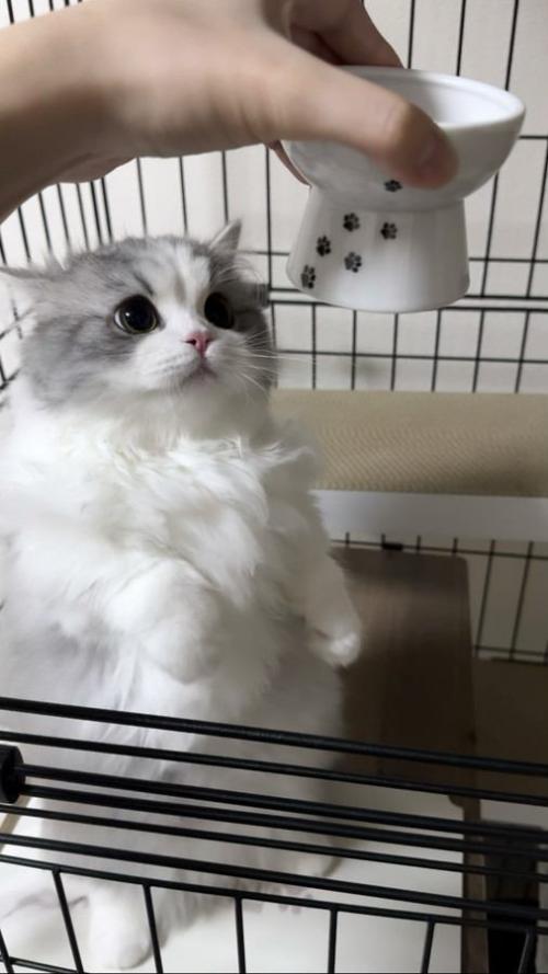 飼い主を見て鳴き声をあげる猫