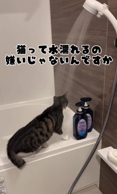 湯船の縁に立っている猫