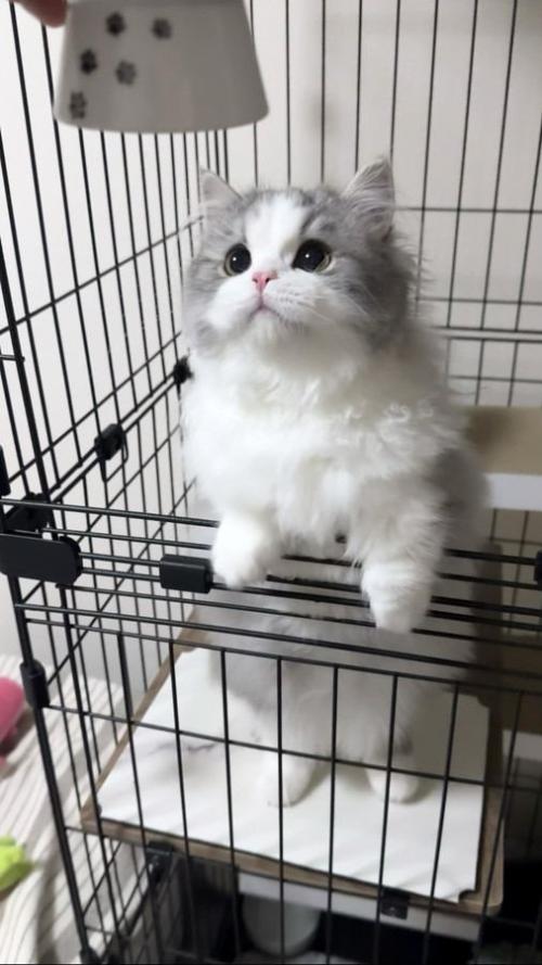 黄色い瞳とピンク色の鼻をした猫の顔