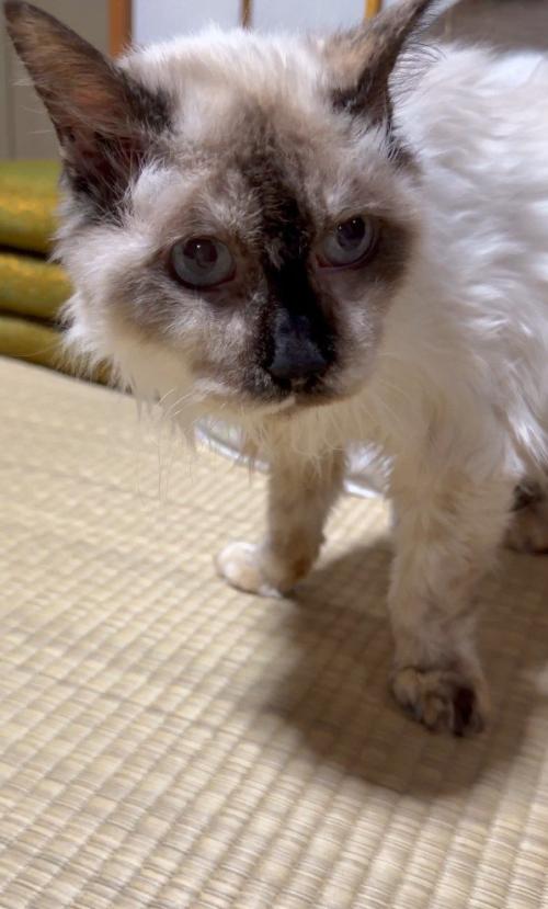 高齢の猫