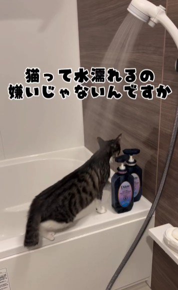 湯船の縁に立っている猫