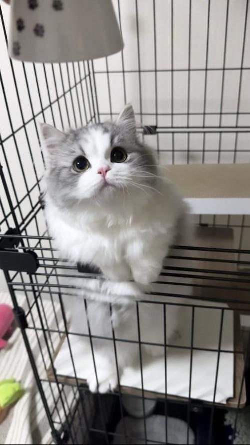 ケージに前足をかけて、飼い主が持っている皿に顔を近づける猫