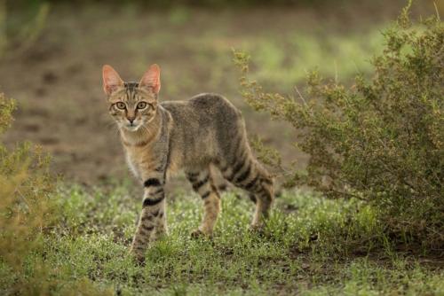 リビアヤマネコ