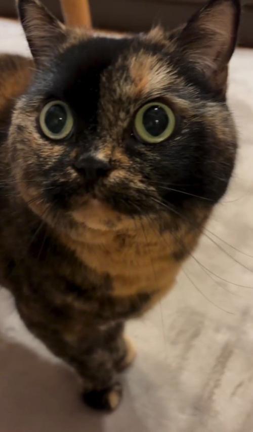 飼い主を見上げる猫