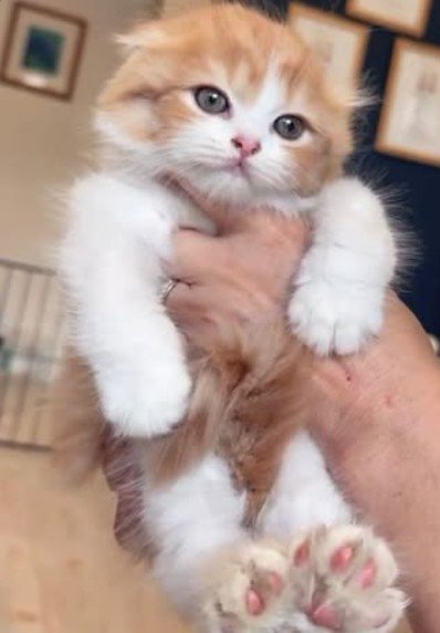 人に抱かれている猫