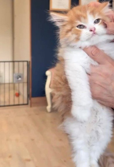 人に抱かれている猫