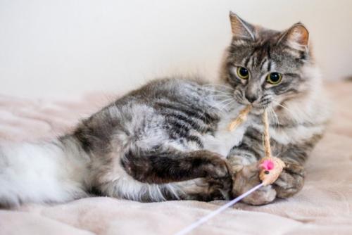 おもちゃをかじる猫