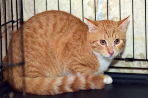 警戒する茶シロ