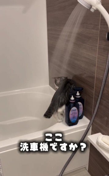 水を浴びている猫