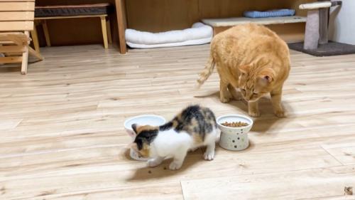 子猫用フードを見つめる茶トラ猫さん
