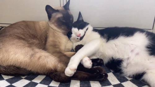 寄り添う2匹の猫たち