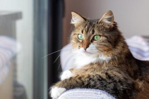 ノルウェージャンフォレストキャット